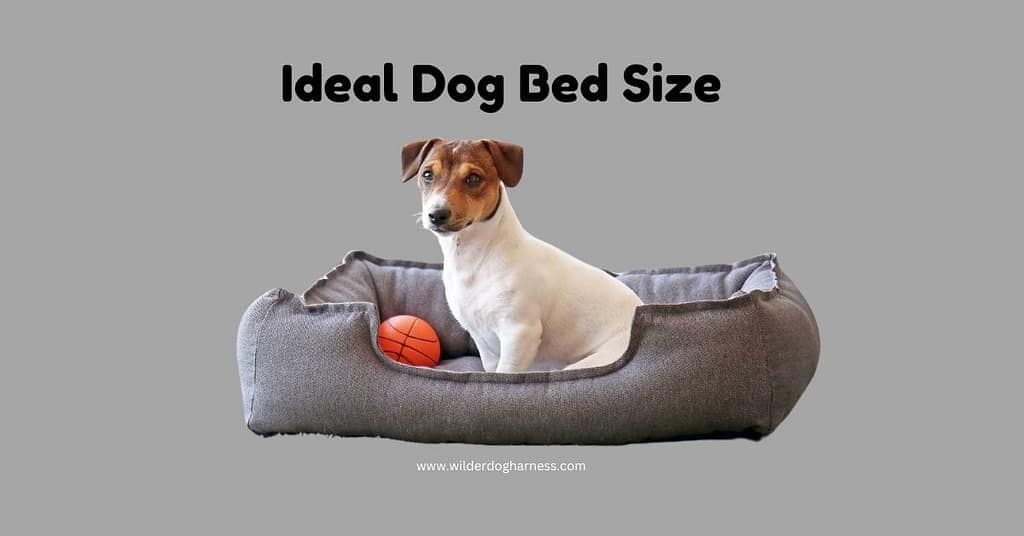 What's the ideal dog bed size for your pet for large