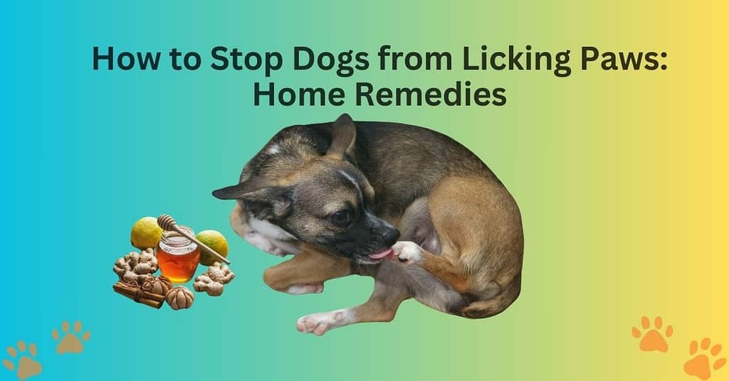How to Stop Dog from Licking Paws Home Remedies