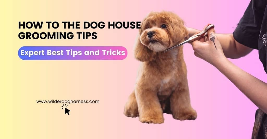 How to the Dog House Grooming Tips