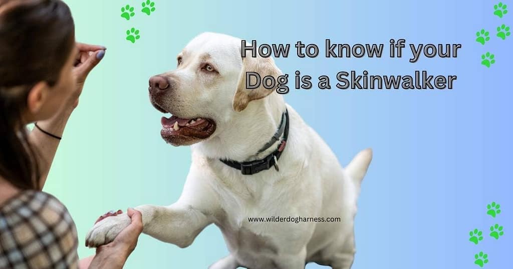 how to know if your dog is a skinwalker
