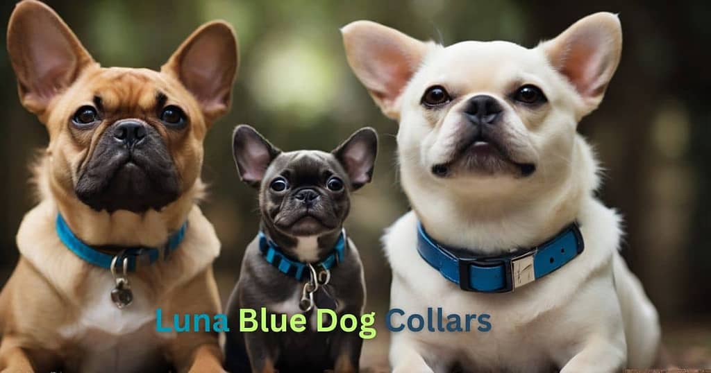 luna blue dog collars
