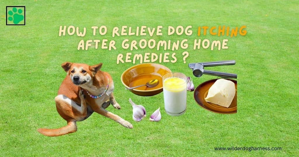 how to relieve dog itching after grooming home remedies