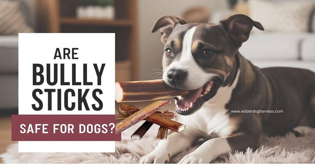 Are Bully Sticks Safe for Dogs