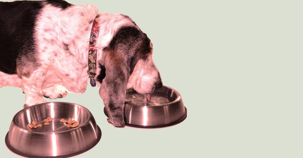 Best Hiking Dog Bowls