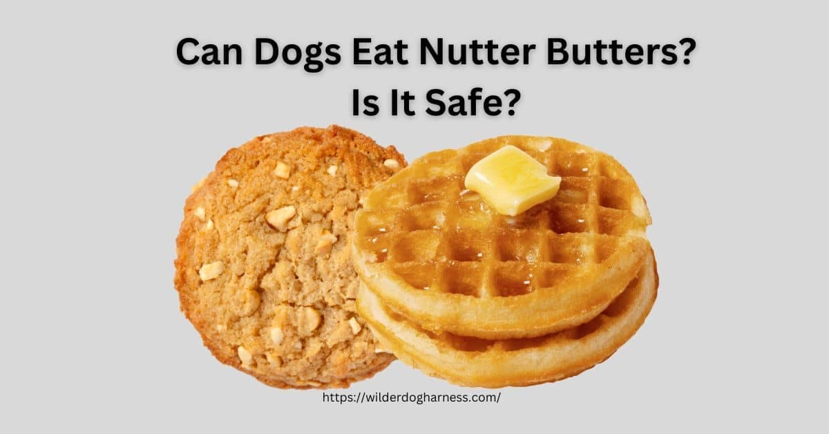 Can Dogs Eat Nutter Butters