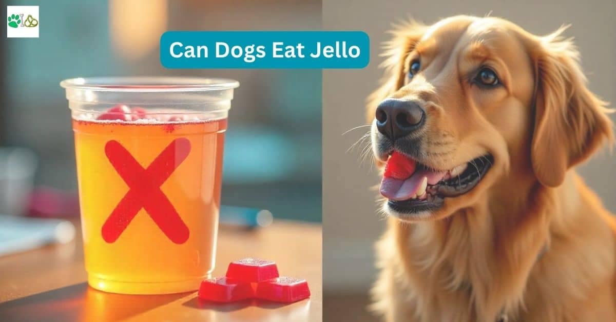 Can Dogs Eat Jello