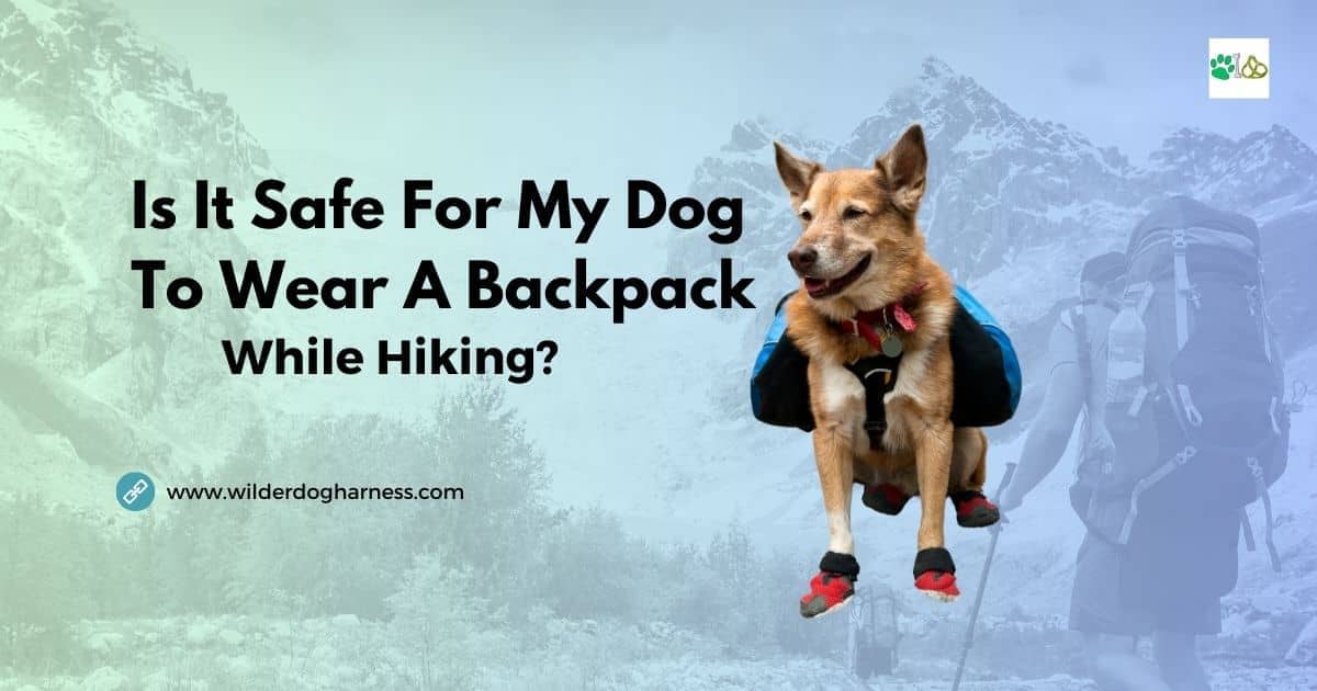 Is It Safe For My Dog To Wear A Backpack While Hiking?