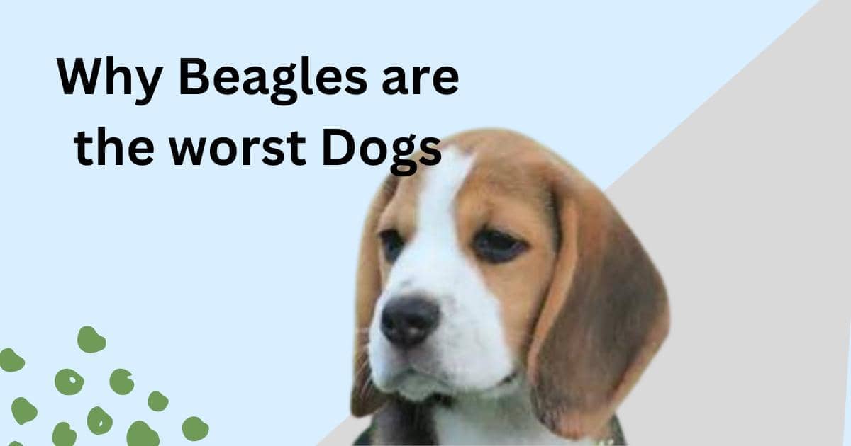 why beagles are the worst dogs