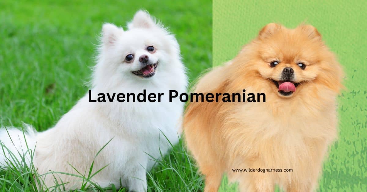 Lavender Pomeranians
