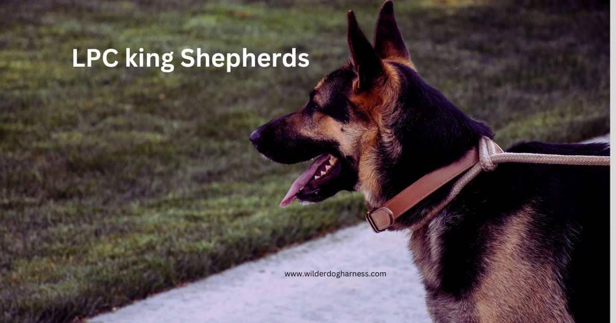 lpc king shepherds