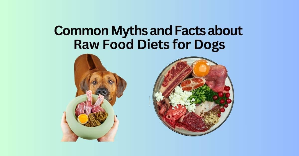 Common myths and facts about raw food diets for dogs