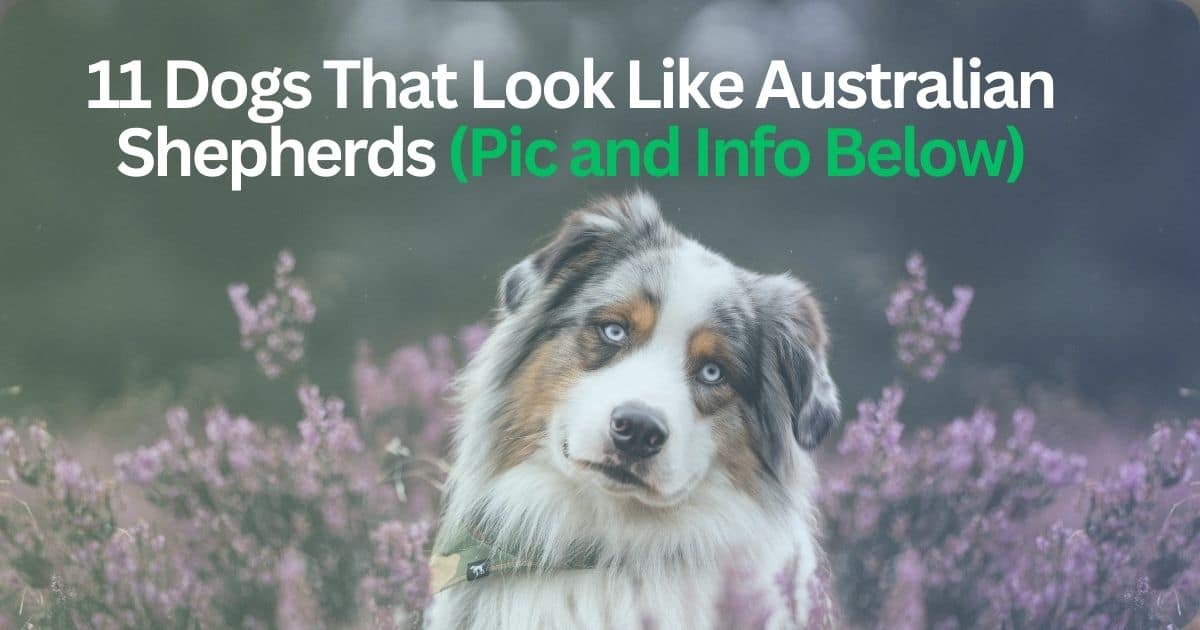11 Dogs That Look Like Australian Shepherd