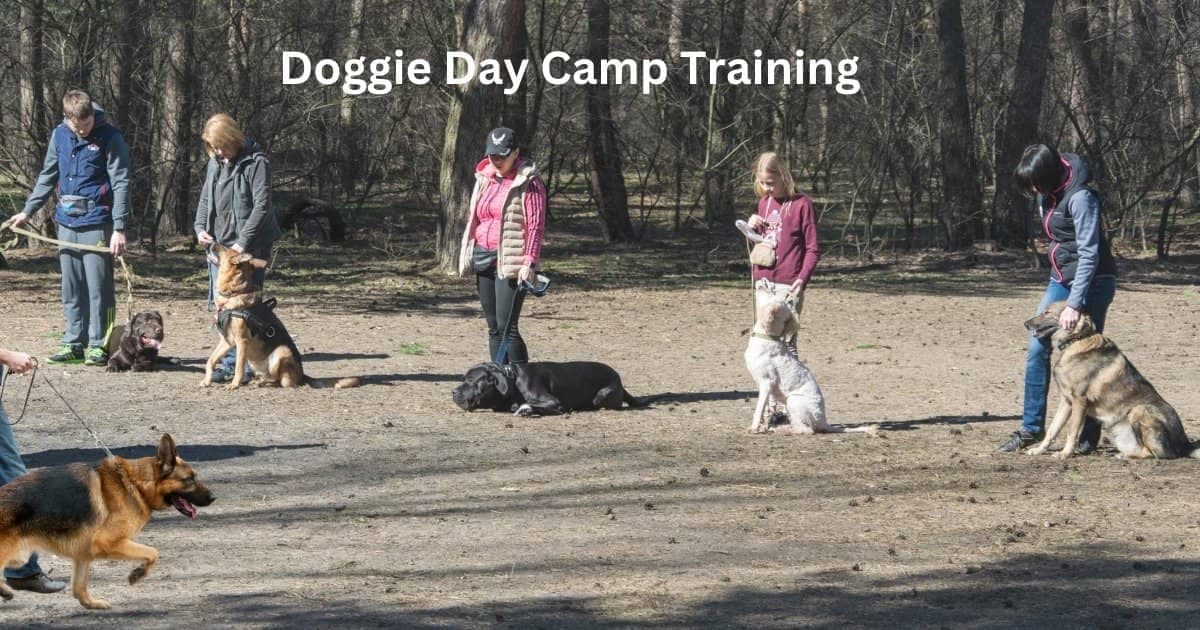 Doggie Day Camp Training