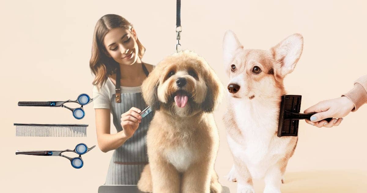 Cost to Groom 17 lb Dog Ontario Canada