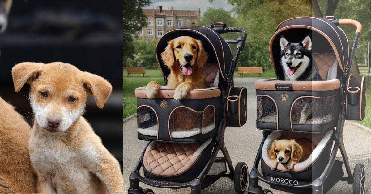 How is Morocco Premium Dog Stroller Different than Gen7 Morocco