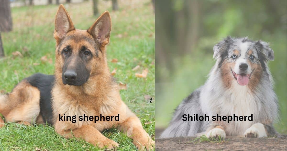 King Shepherd vs Shiloh Shepherd