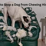 How to Stop a Dog from Chewing His Bed Permanently: Vet-Approved Fixes (2025 Update) how to stop a dog from chewing his bed
