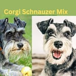 Corgi Schnauzer Mix- A Perfect Blend of Charm & Character Corgi Schnauzer Mix