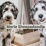 Blue Merle Sheepadoodle: A Head-Turning Bundle of Joy merle sheepadoodle