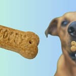 Can Dogs Eat Scooby Snacks? Unveiling the Mystery of the Beloved Treat can dogs eat Scooby snacks