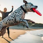 Life with a Pitbull Mix Dalmatian: Spots, Strength, and So Much Energy (2025) Pitbull Mix Dalmatian
