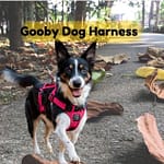 Gooby Dog Harness: Comfortable and Safe Gooby Dog Harness