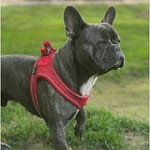 dog harness