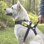 Dog Wear a Harness