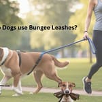 Why Do Dogs Use Bungee Leashes? Why do dogs use bungee leashes?