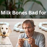 Are Milk Bones Bad for Dogs? A Deep Dive into the Safety of Dog Treats are milk bones bad for dogs
