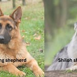 King Shepherd vs Shiloh Shepherd: Key Differences, Traits & More King Shepherd vs Shiloh Shepherd