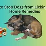 How to Stop Dog from Licking Paws Home Remedies That Really Work How to Stop Dog from Licking Paws Home Remedies