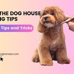 How to the Dog House Grooming Tips 2025 | Expert Best Tips and Tricks How to the Dog House Grooming Tips
