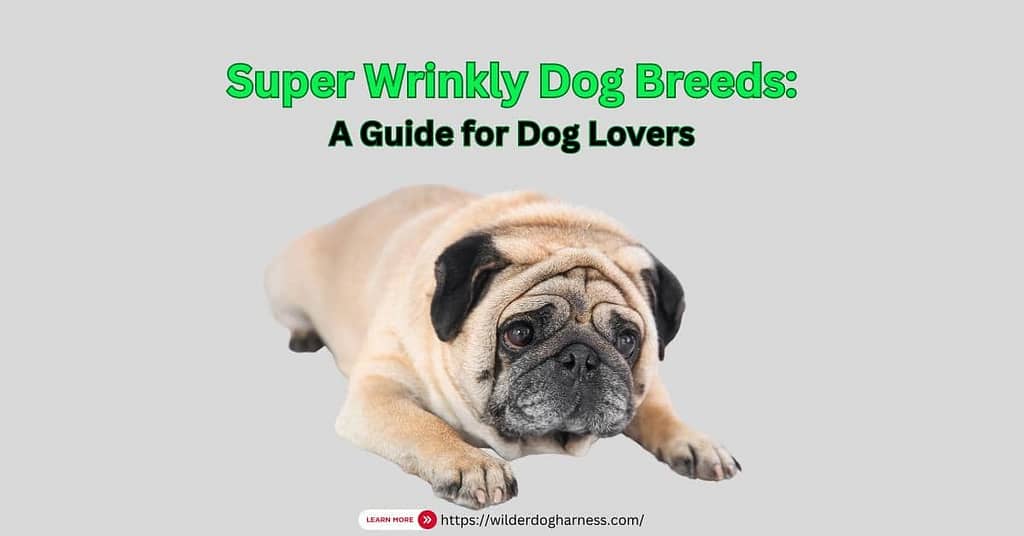 Super Wrinkly Dog Breeds