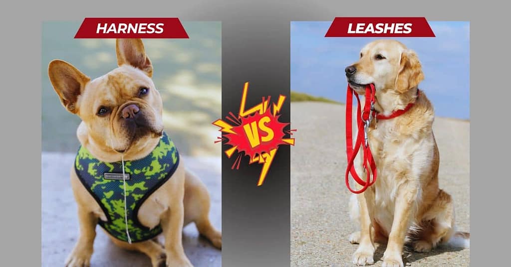 Why Harnesses Are Better Than Leashes
