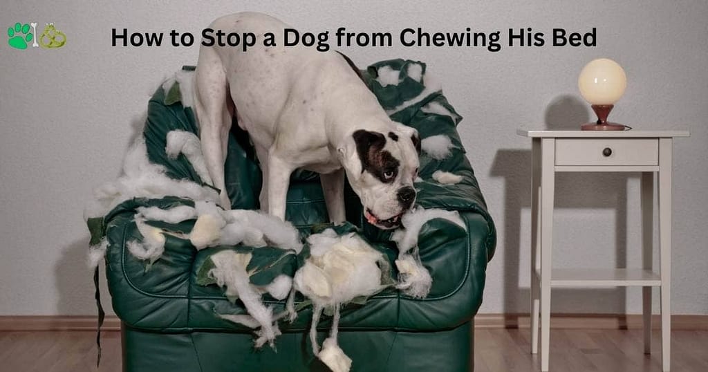 how to stop a dog from chewing his bed