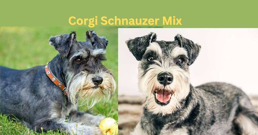 Corgi Schnauzer Mix