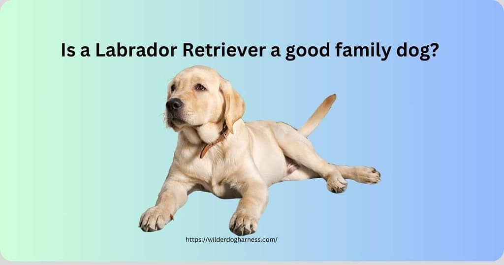 Is a Labrador Retriever a good family dog?