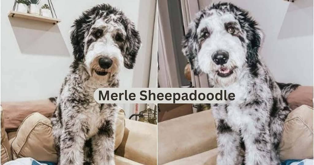 merle sheepadoodle