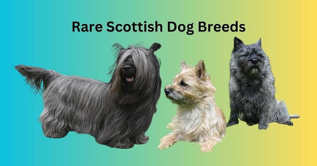 rare scottish dog breeds