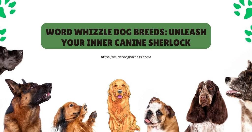 word whizzle dog breeds