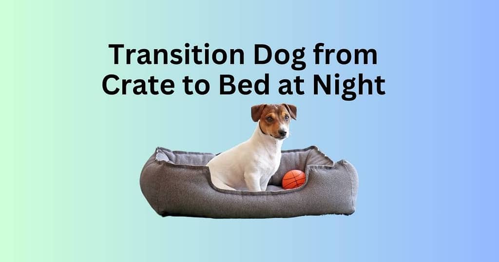 Transition Dog from Crate to Bed at Night