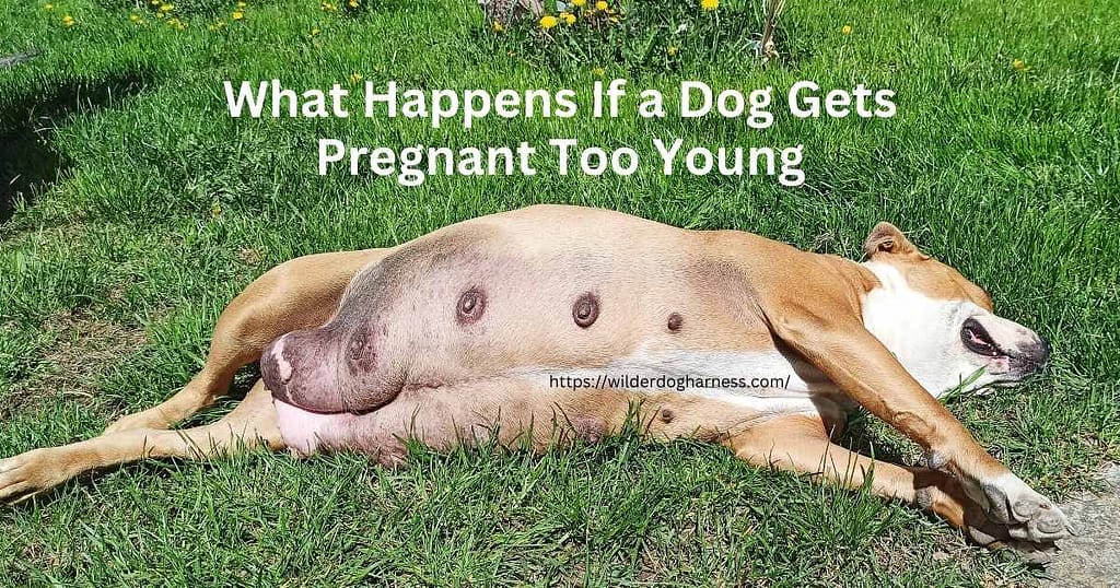 What Happens If a Dog Gets Pregnant Too Young