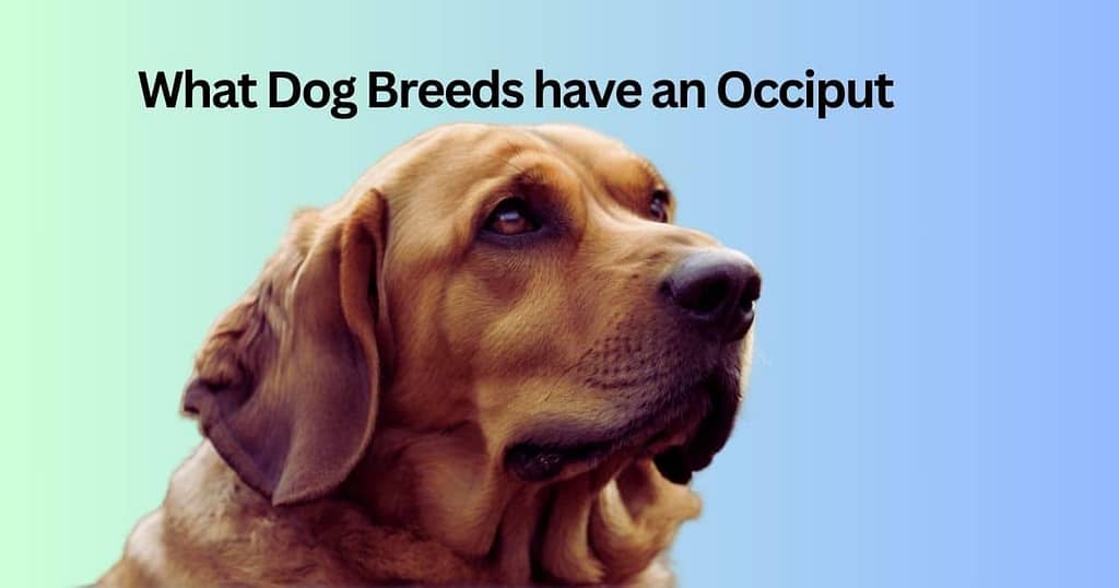 what dog breeds have an occiput