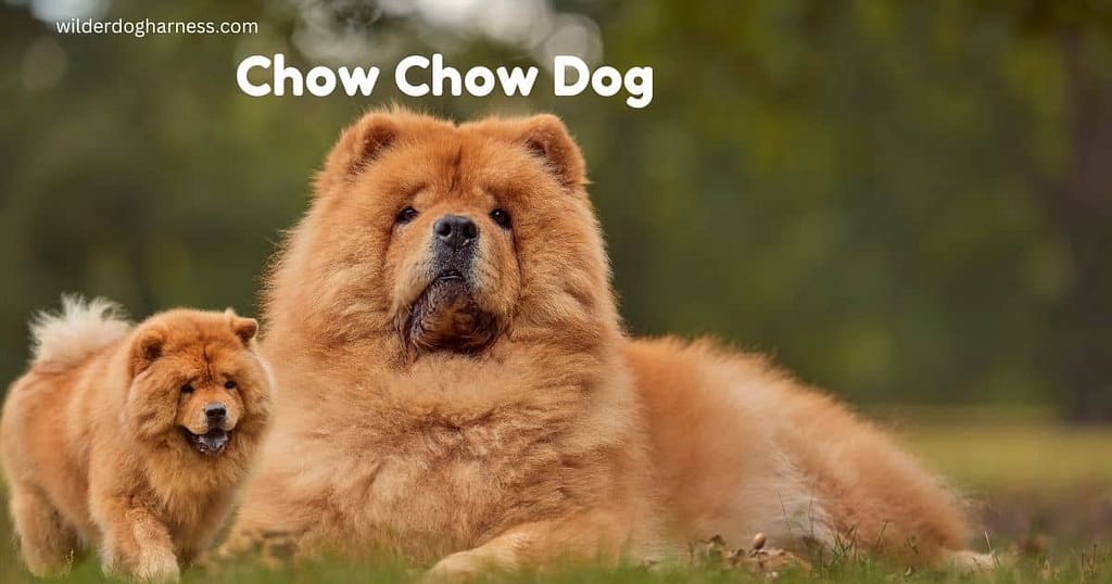 chow chow dog